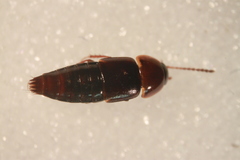 Tachinus corticinus