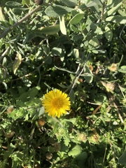 Rayjacksonia phyllocephala