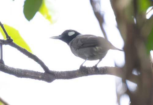 Black-throated Shrikebill