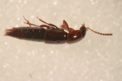 Tachinus corticinus