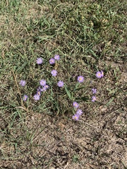 Symphyotrichum campestre