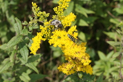 Megacyllene robiniae