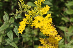 Megacyllene robiniae