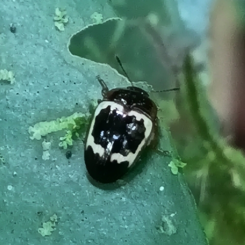 Iphiclus nitidulus