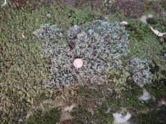 Hedwigia detonsa