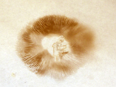 Inocybe corydalina