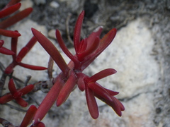 Crassula obtusa