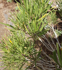 Sinapidendron angustifolium