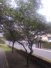 Pittosporum undulatum