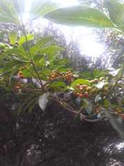 Pittosporum undulatum