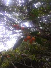 Pittosporum undulatum