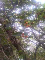 Pittosporum undulatum