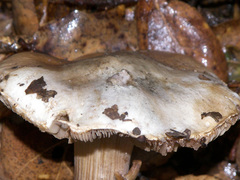 Inocybe corydalina