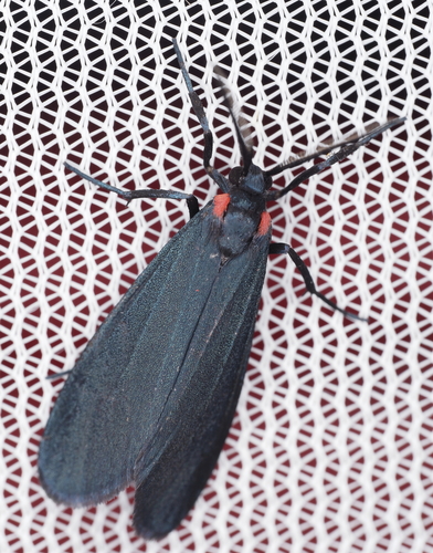 Lycomorpha splendens photo 3