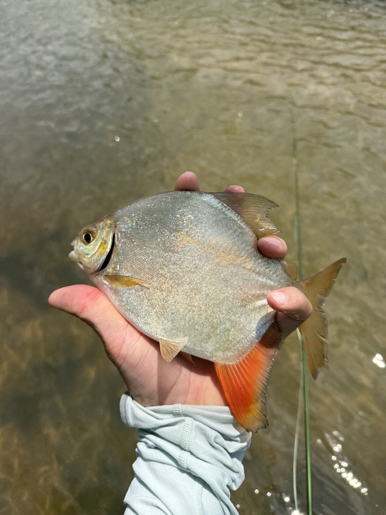 Tometes ancylorhynchus