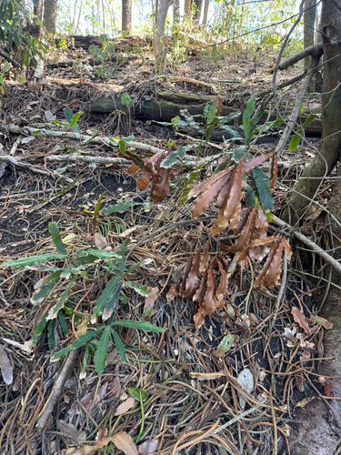 Macadamia tetraphylla observed 2025-09-13