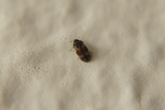 Trogoderma angustum