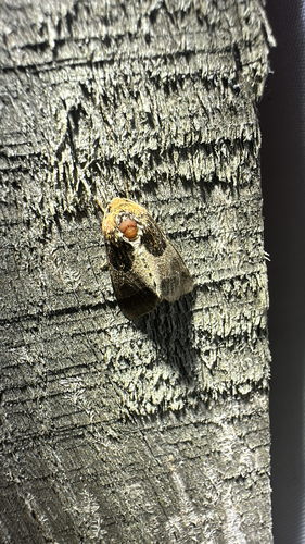 Arcigera Flower Moth (Schinia arcigera)