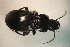 Molops elatus