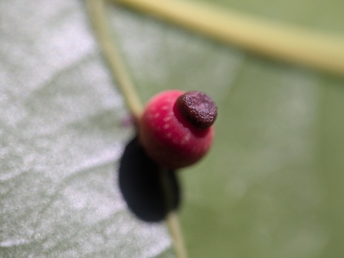 Kokkocynips rileyi photo 6