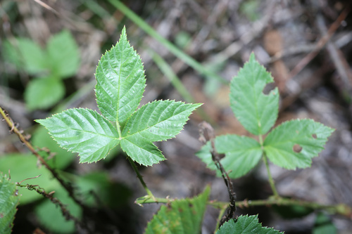 northeastern dewberry (Rubus fraternalis)