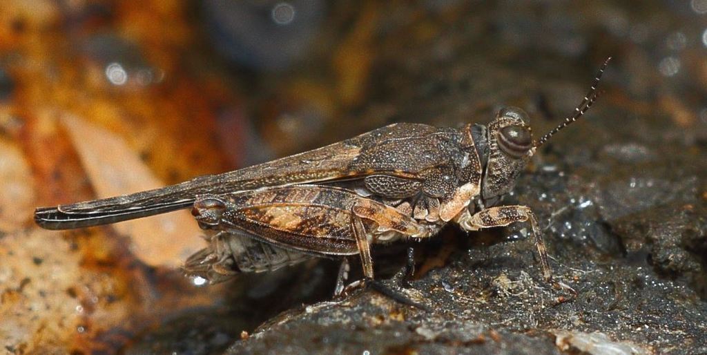 Pseudosystolederus