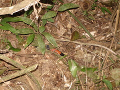 Micrurus obscurus