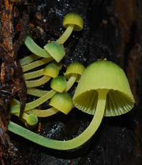 Mycena flavovirens