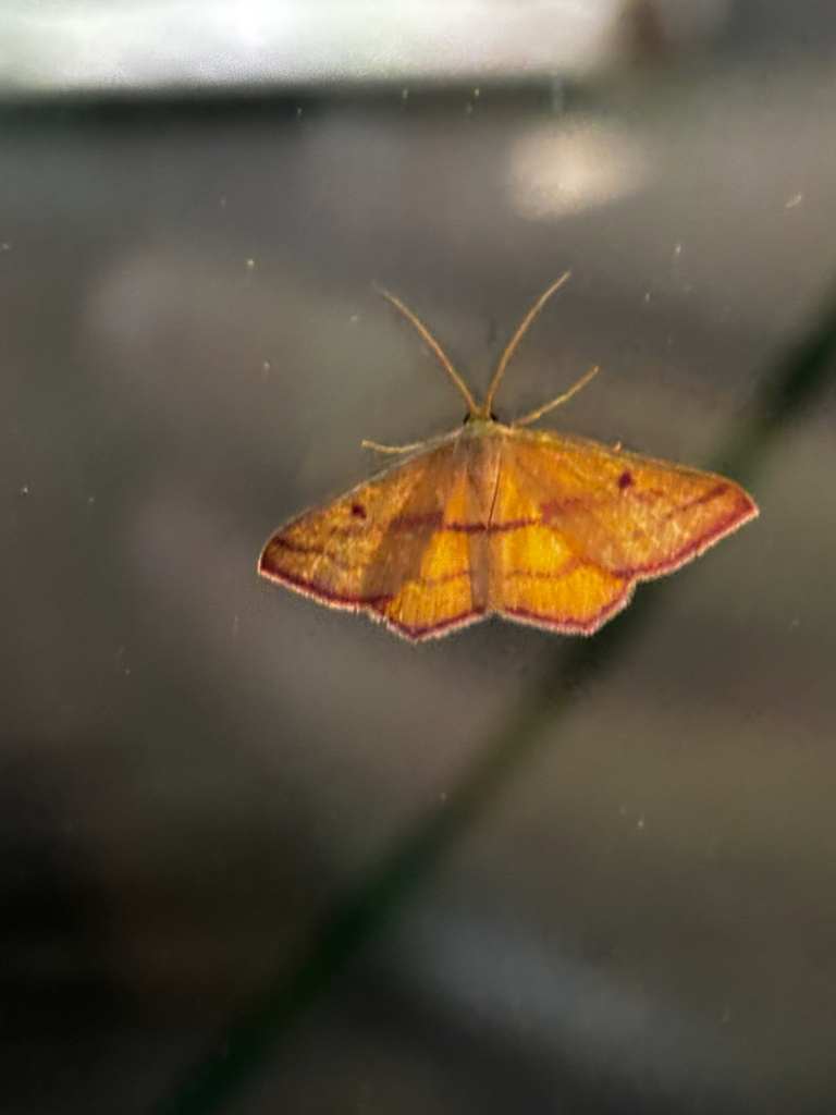 Chickweed Geometer Moth