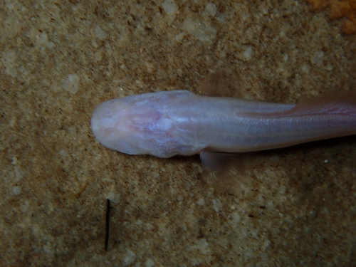 Mexican Blind Brotula
