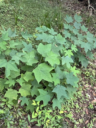 Alangium platanifolium iNat (3)