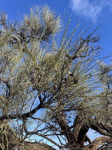 bootlace oak (Hakea lorea)