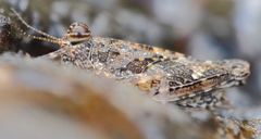 Pseudosystolederus sikorai