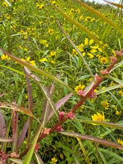 Ludwigia polycarpa, photograph (c) Elizabeth Axley, some rights reserved (CC BY)