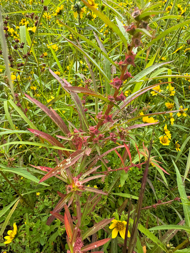 Ludwigia polycarpa, photograph 4