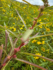 Ludwigia polycarpa, photograph (c) Elizabeth Axley, some rights reserved (CC BY)
