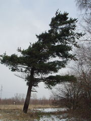 Pinus peuce