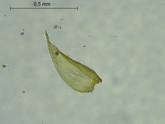 Sematophyllaceae