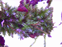 Sematophyllaceae