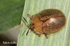 Chelymorpha indigesta
