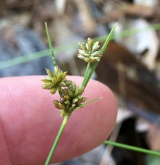 Cyperus nashii