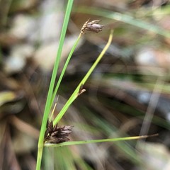 Cyperus nashii