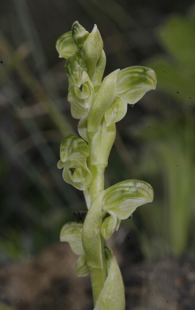 Pterostylis crassicaulis