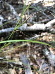 Cyperus nashii