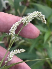 Persicaria lapathifolia