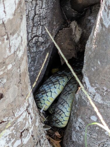 Common Tree Snake sighting