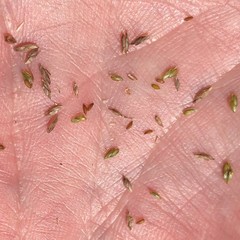 Cyperus nashii