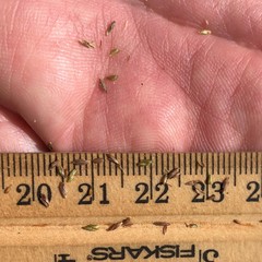 Cyperus nashii