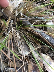 Cyperus nashii