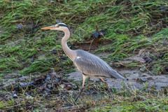 Ardea cinerea
